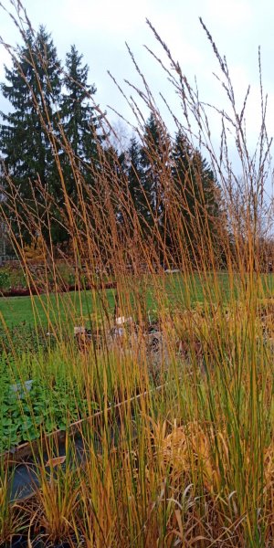 Molinia arundinacea 'Cordoba' Молиния голубая